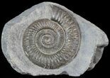 Dactylioceras Ammonite Stand Up - England #46566-1